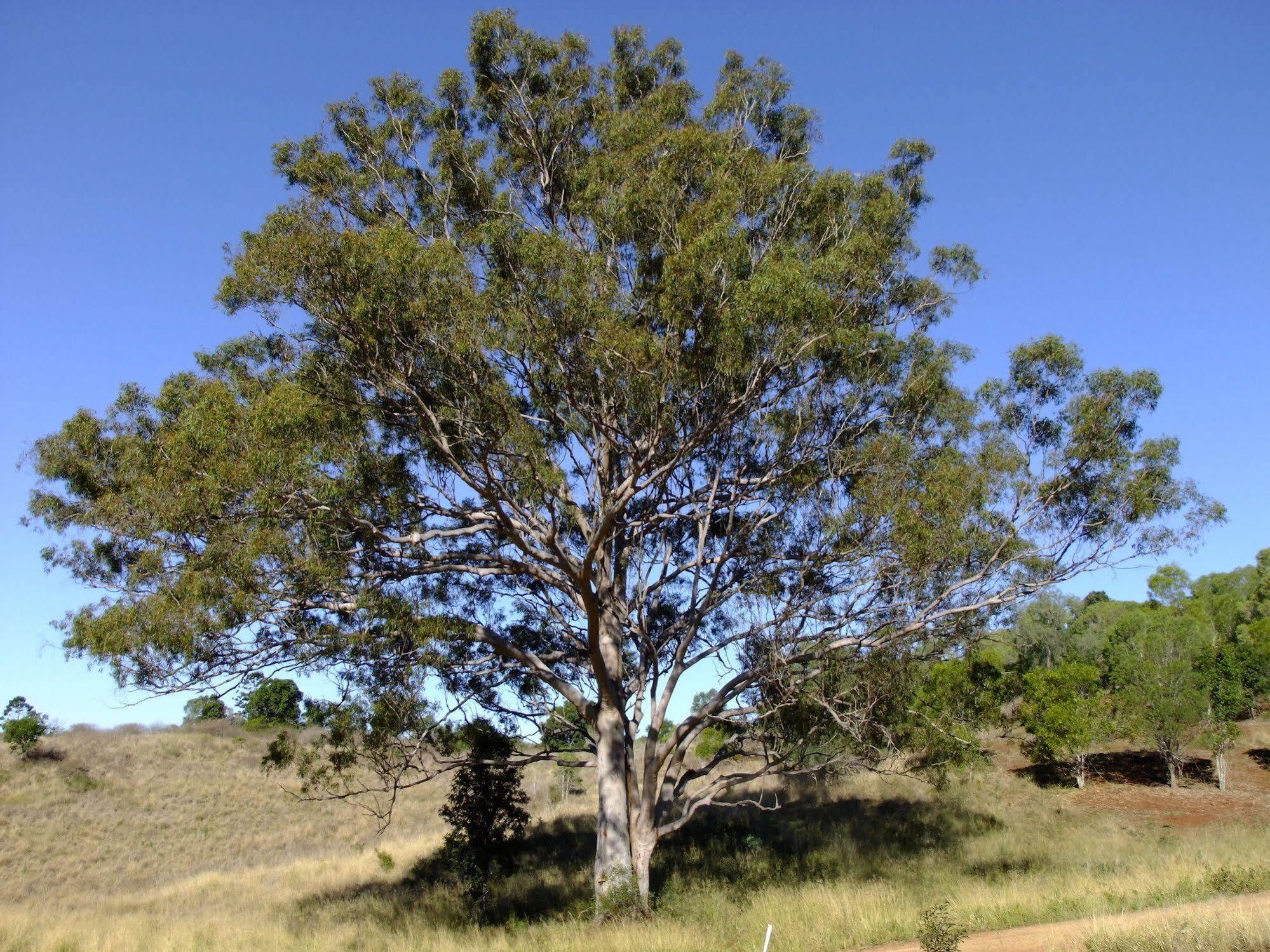 Villa Deshons Retreat Kingaroy Exterior foto